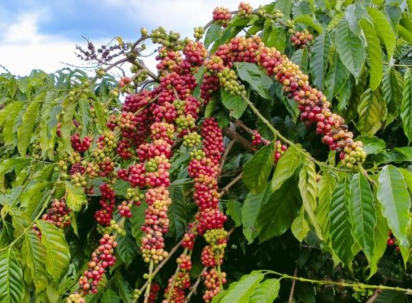 Coffee Beans: Everything You Need to Know About the World’s Favorite Coffee