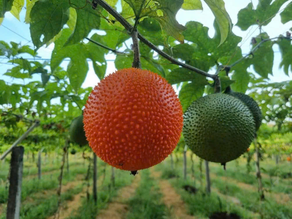 Gac Fruit Powder Supplier from Vietnam – Premium Quality for Global Markets