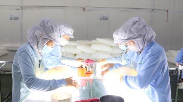Private Label Coconut Jelly Manufacturer in Vietnam
