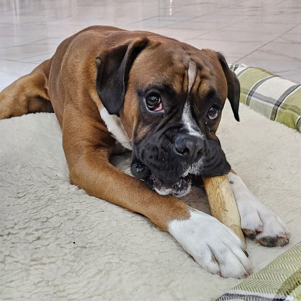 Premium Coffee Wood Dog Chew Supplier for Pet Brands Worldwide