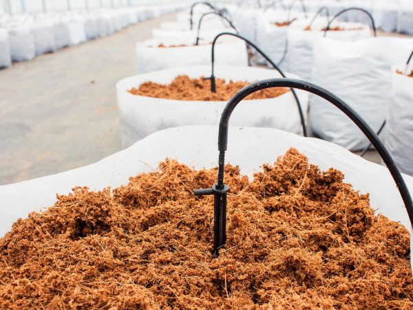 Everything You Need to Know About Coco Peat